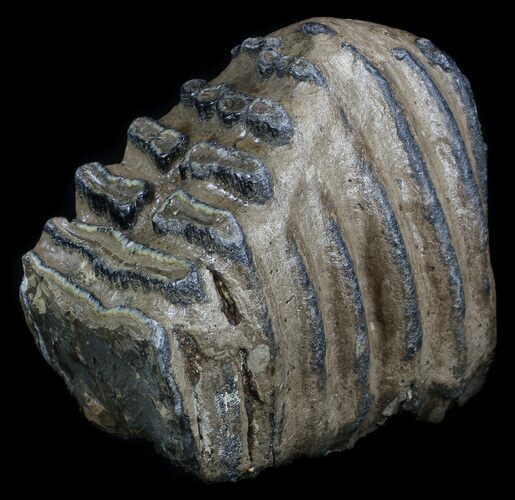 Partial Southern Mammoth M Molar #35939